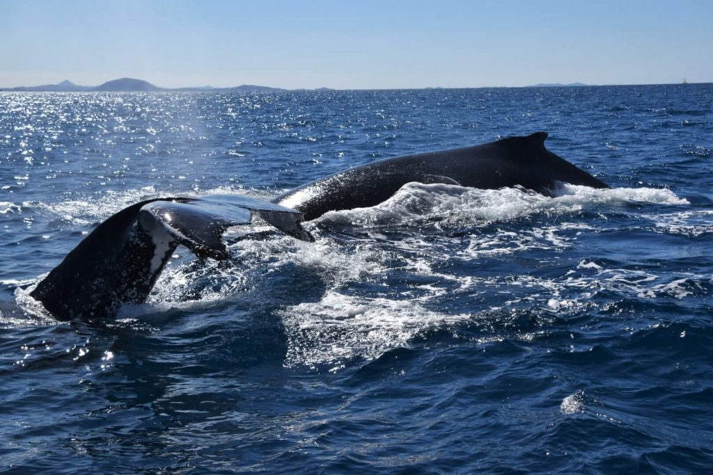 See Majestic Humpback Whales